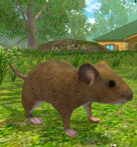 Forest Mouse